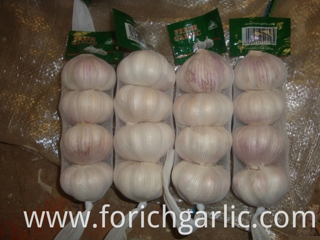 Normal White Garlic